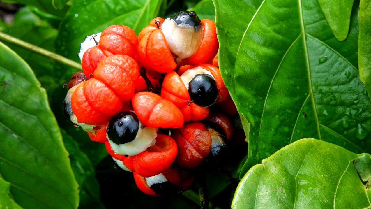 graines de guarana dans Oculear